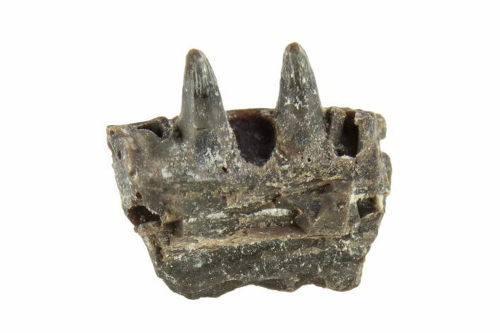 Permian Reptile Jaw Section - Oklahoma #261583